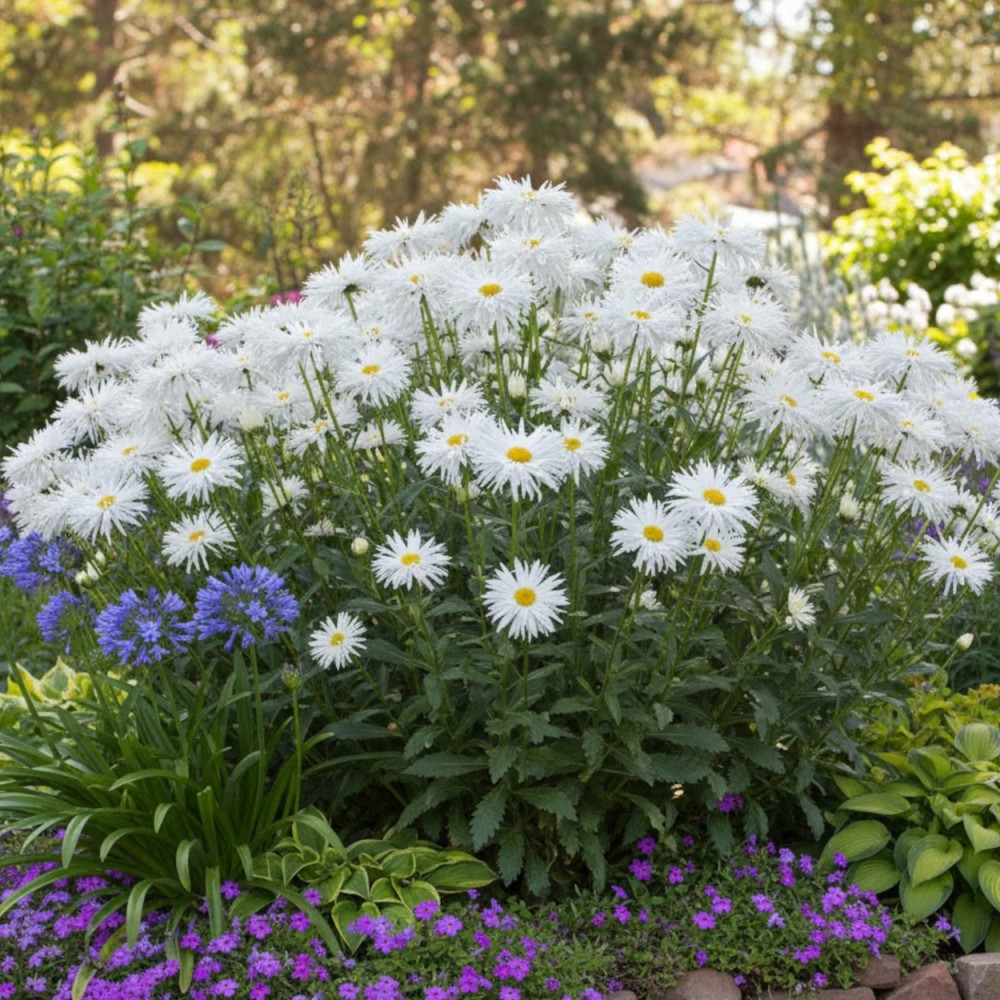 Marguerite d'été Beauté Nivelloise Marguerite d'été Beauté Nivelloise