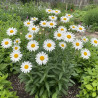 Marguerite d\'été Becky
