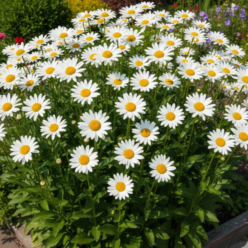 Marguerite d'été Brightside