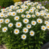 Marguerite d\'été Brightside