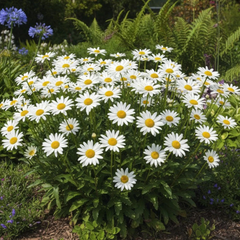 Marguerite d'été Brightside