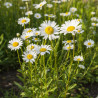Marguerite d\'été Maikönigin