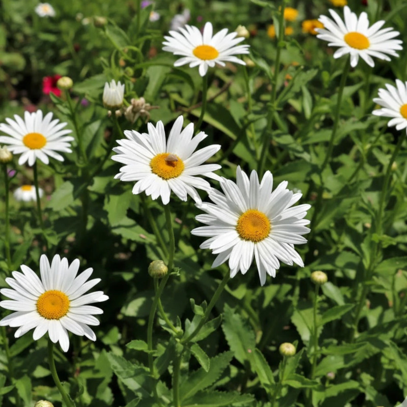 Marguerite d'été Silberprinzesschen