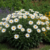 Marguerite d\'été Silberprinzesschen