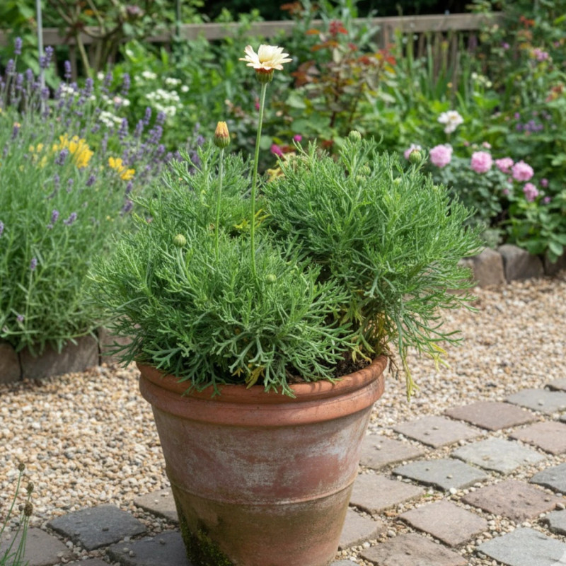 Marguerite d'été Sunshine Peach
