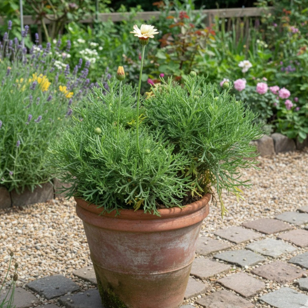 Marguerite d'été Sunshine Peach