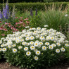 Marguerite d\'été Victorian Secret®