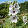 Guimauve, Mauve officinale