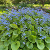Myosotis du Caucase