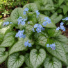 Myosotis du Caucase Jack Frost®