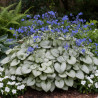 Myosotis du Caucase Looking Glass®