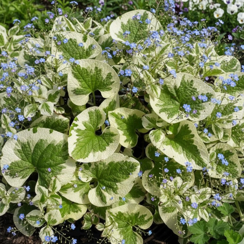 Myosotis du Caucase panaché