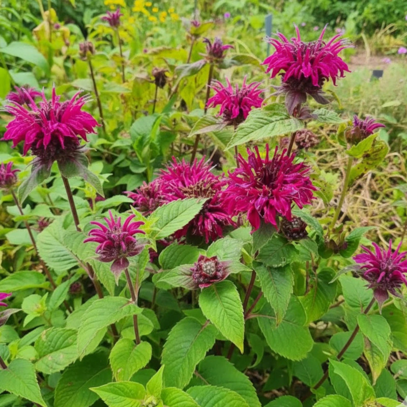 Monarde Bee True®