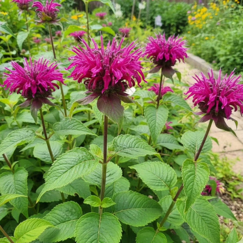 Monarde Bee True®