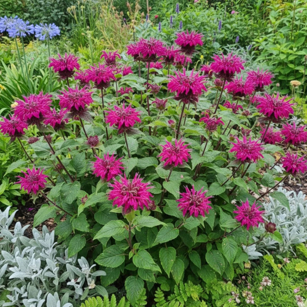 Monarde Bee True®