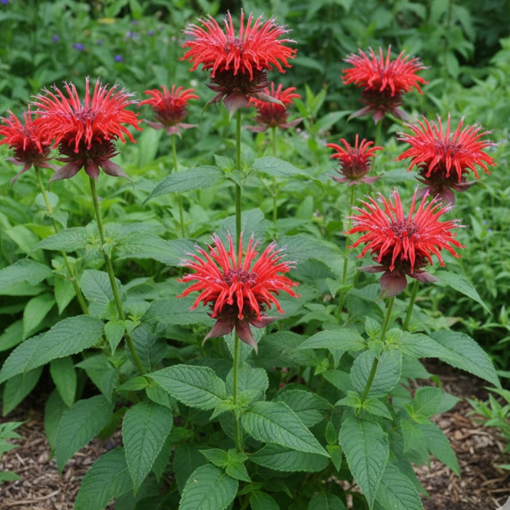 Monarde Cambridge Scarlet