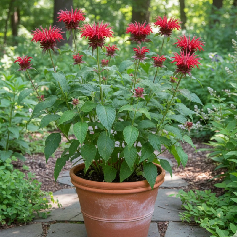 Monarde Cambridge Scarlet