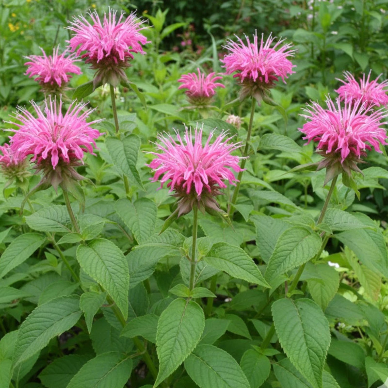 Monarde Croftway Pink