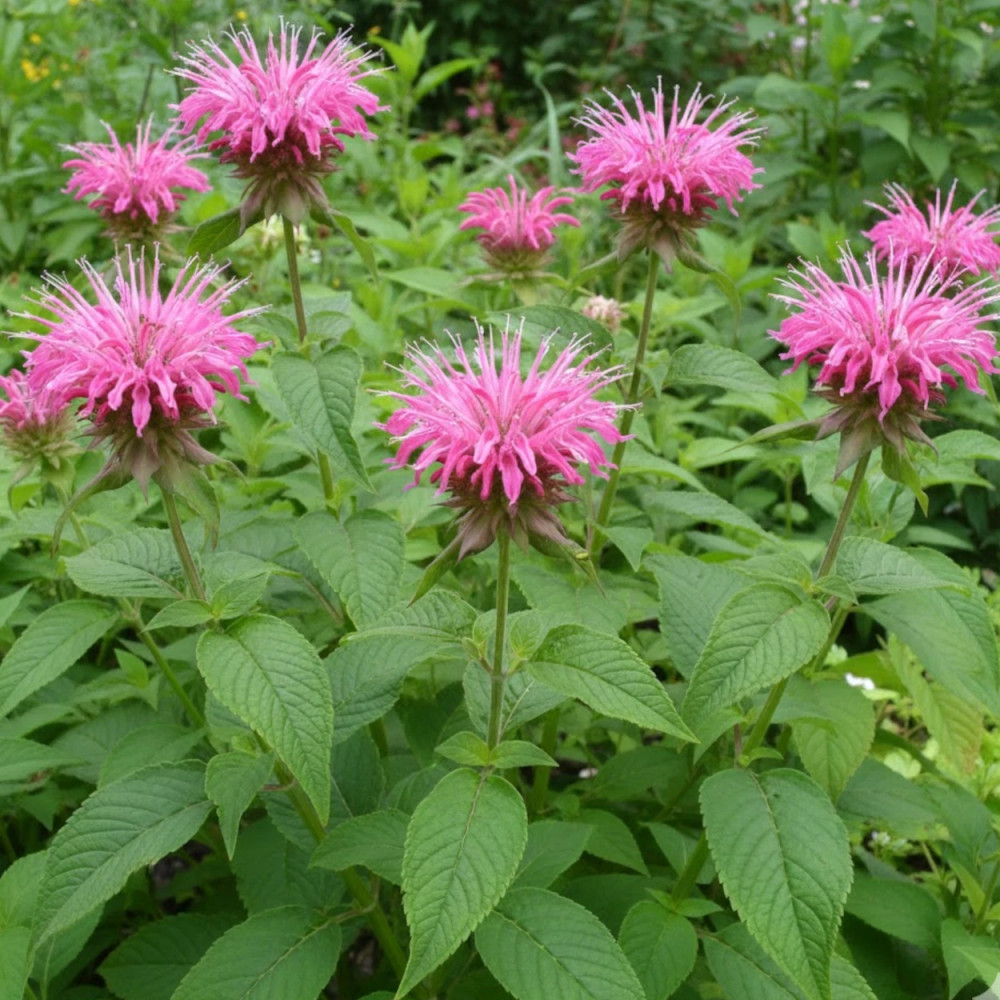 Monarde Croftway Pink