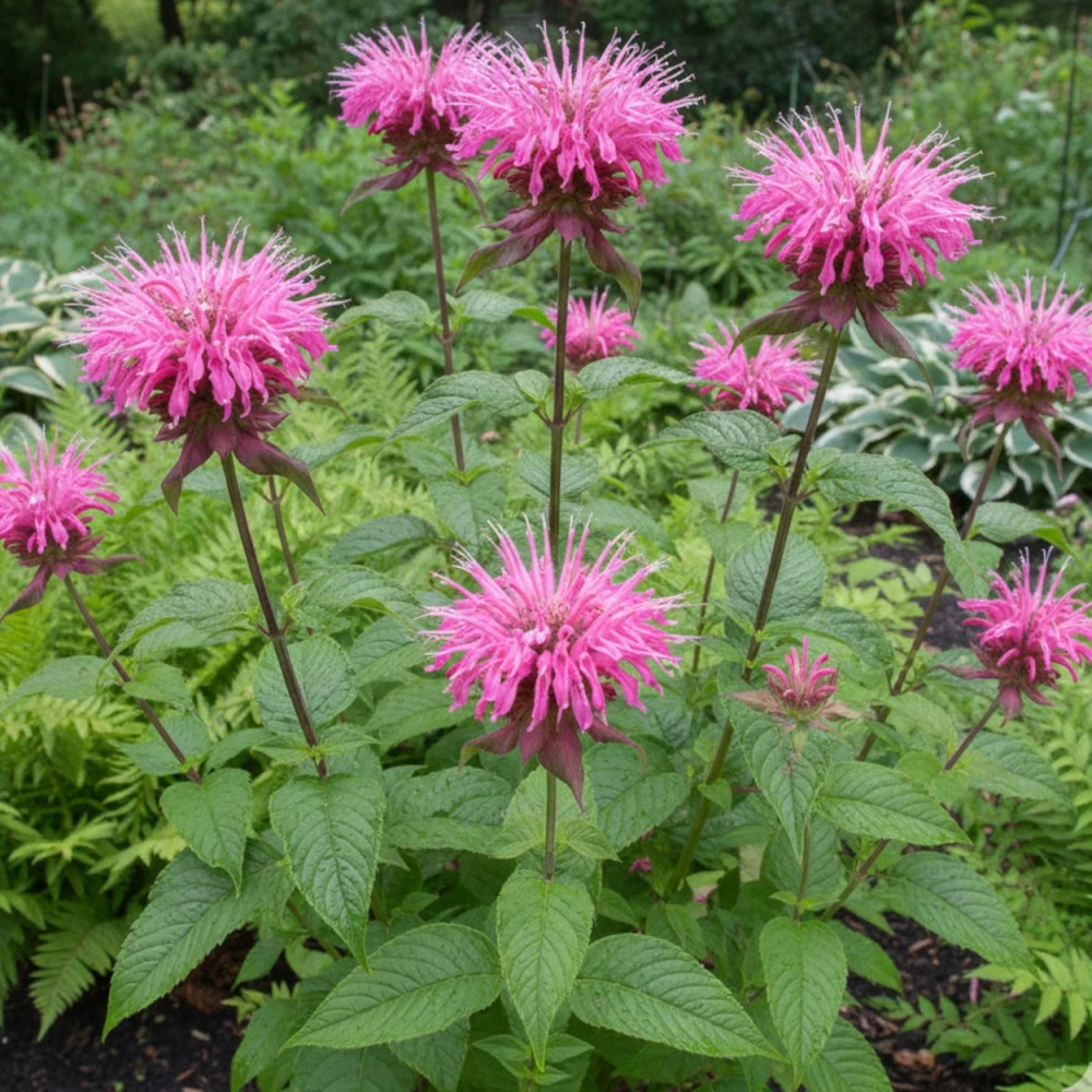 Monarde Croftway Pink
