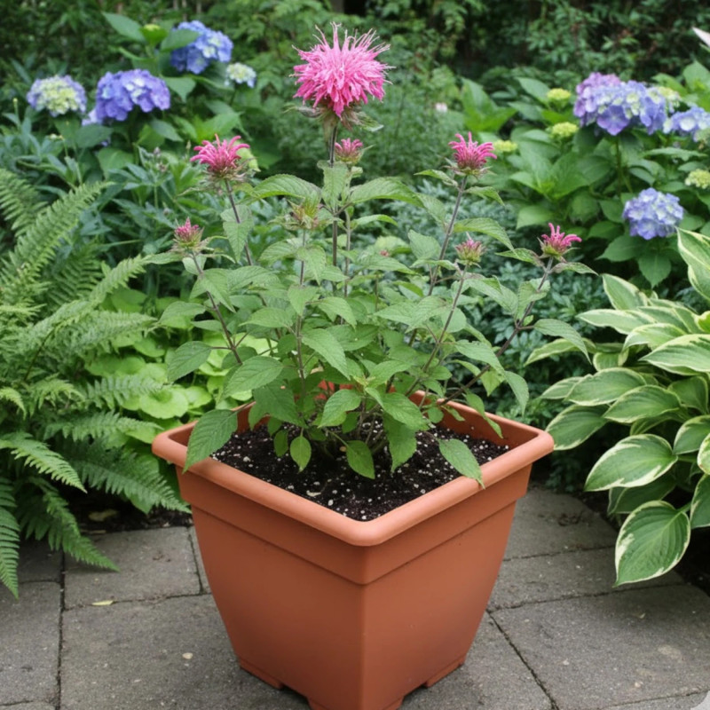 Monarde Croftway Pink