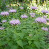 Monarde fistuleuse