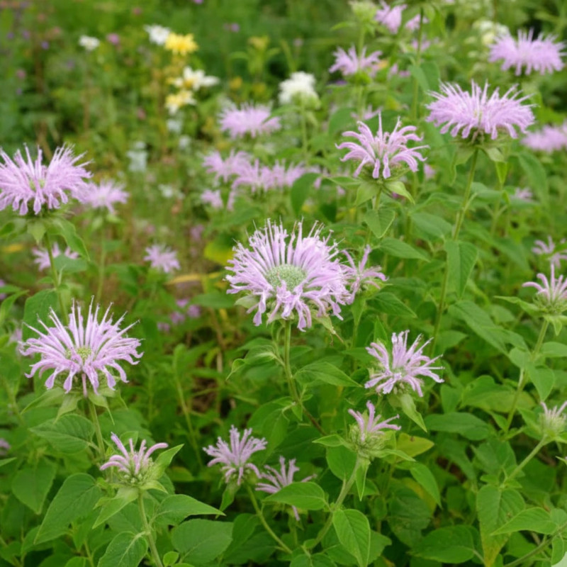 Monarde fistuleuse
