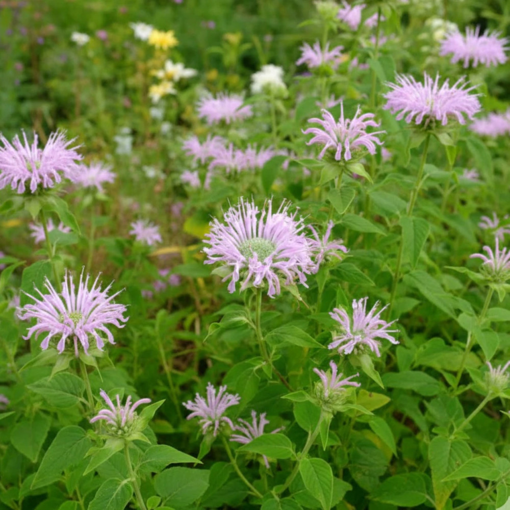 Monarde fistuleuse