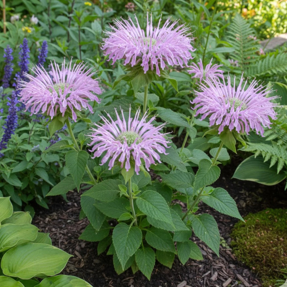 Monarde fistuleuse