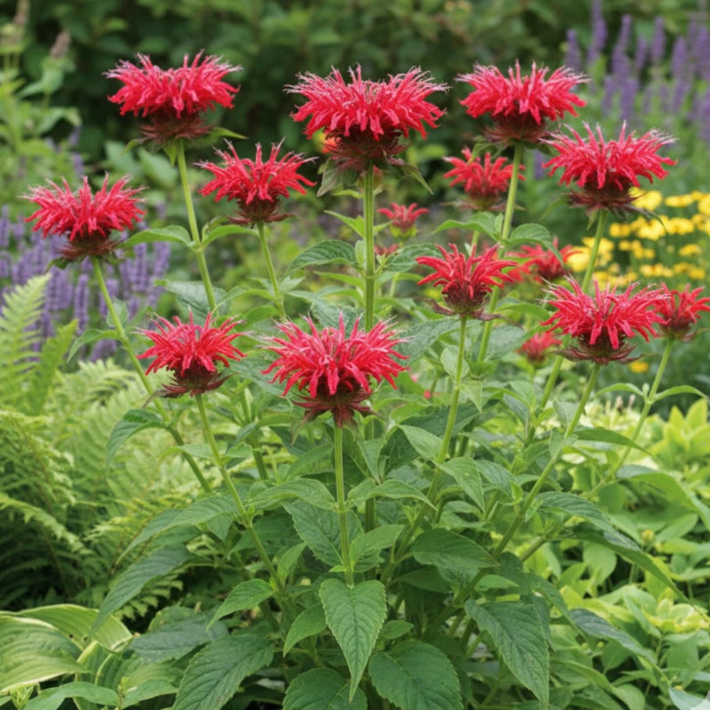 Monarde Mahogany