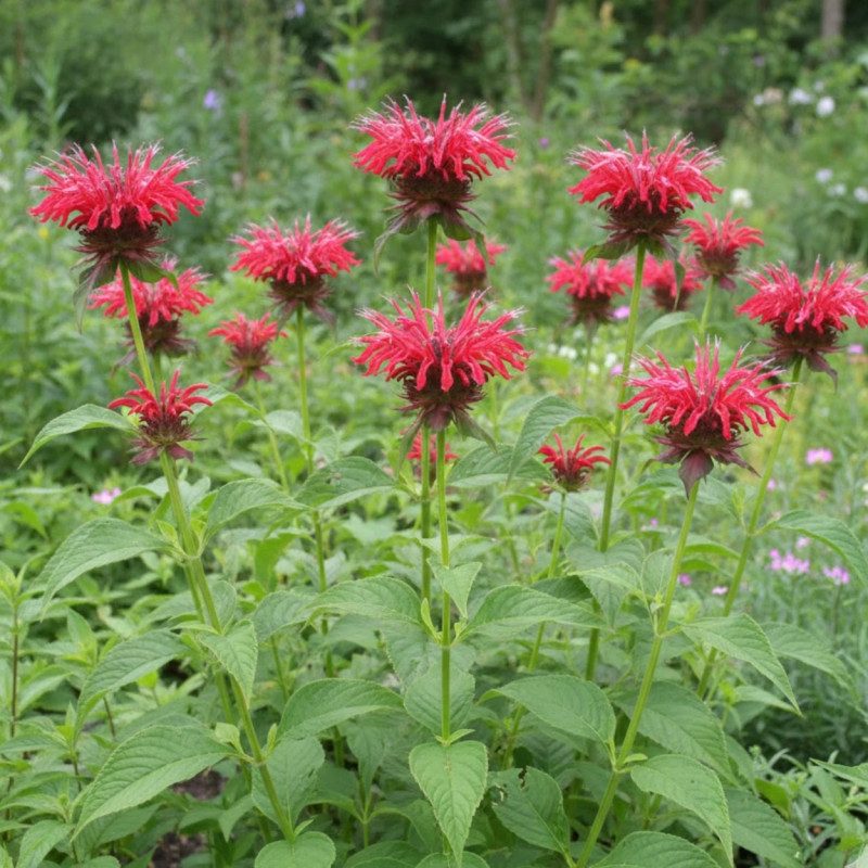 Monarde Mahogany