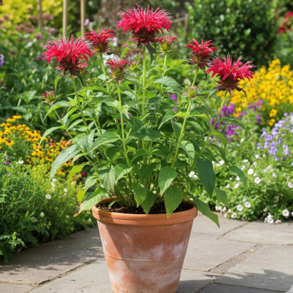 Monarde Mahogany Monarde Mahogany