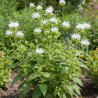 Monarde Schneewittchen