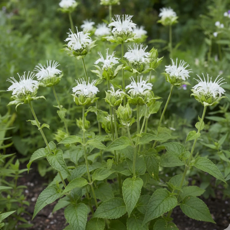 Monarde Schneewittchen