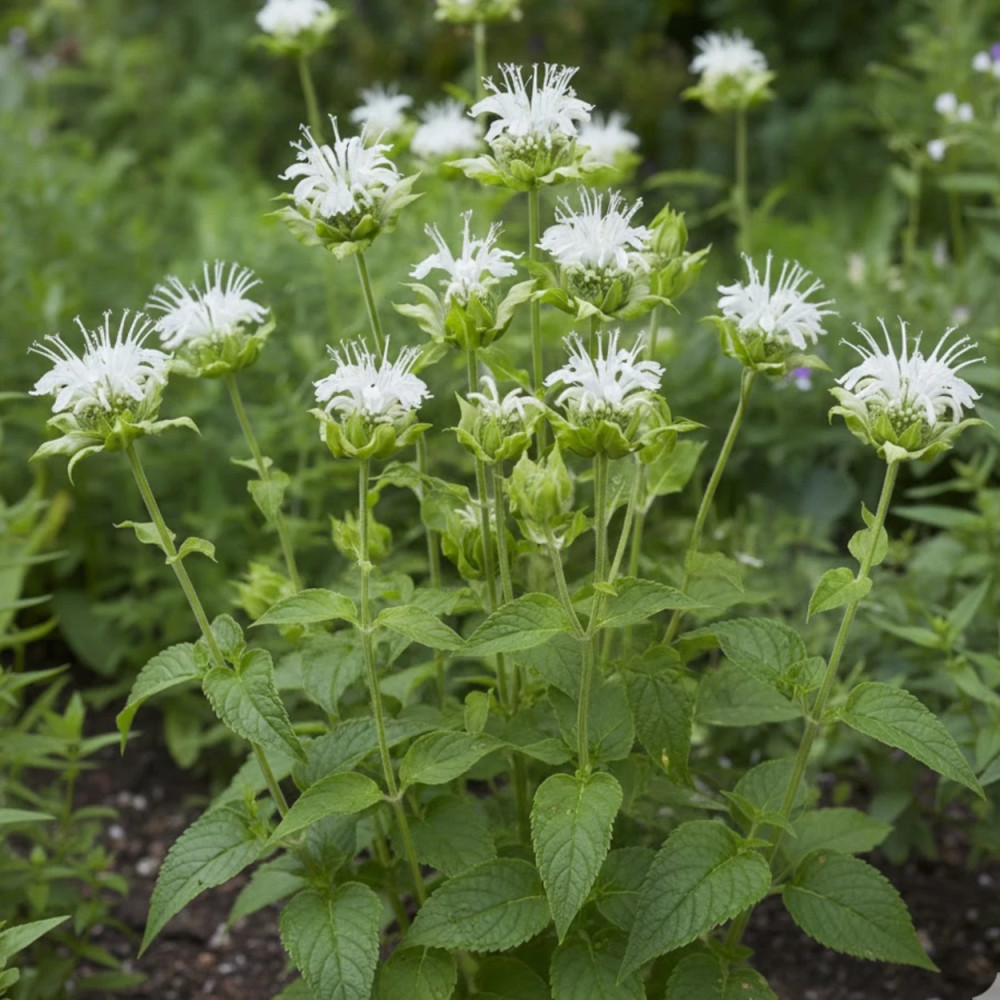 Monarde Schneewittchen