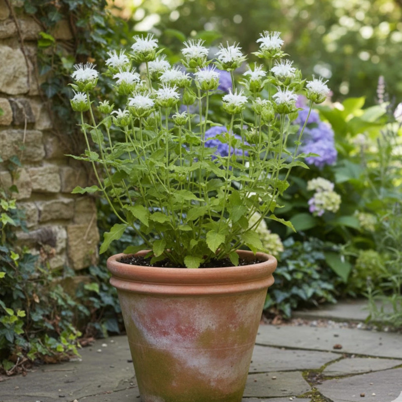 Monarde Schneewittchen