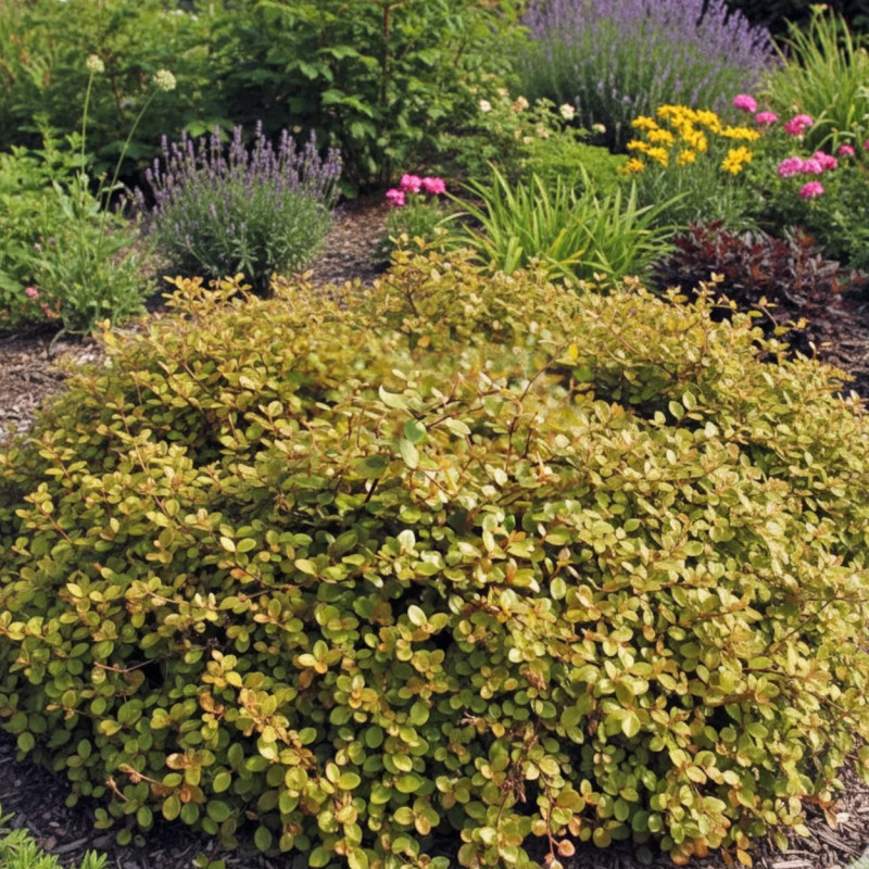 Muehlenbeckia Golden Girl