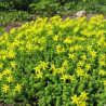 Orpin âcre, Poivre des murailles, Sedum