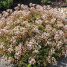 Orpin blanc Murale, Sedum