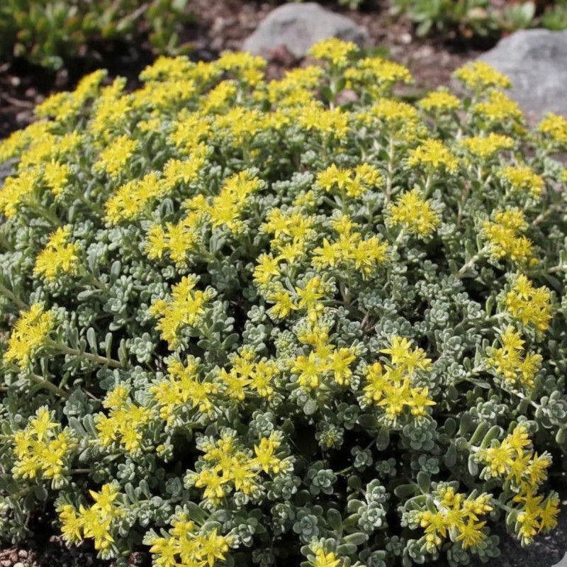 Orpin Cape Blanco, Sedum