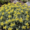 Orpin Cape Blanco, Sedum
