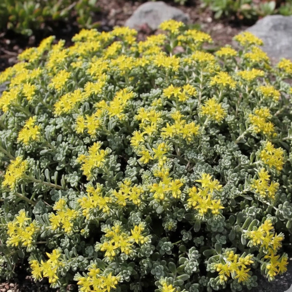 Orpin Cape Blanco, Sedum