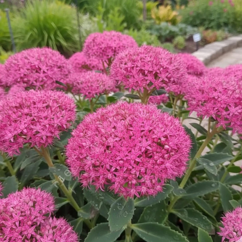 Orpin Carl, Sedum
