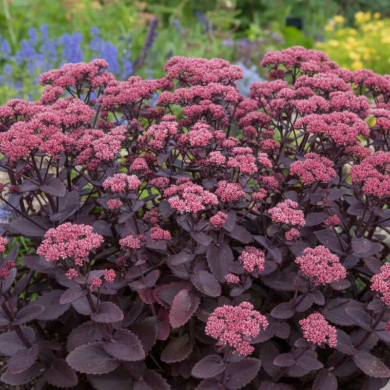 Orpin Chocolate Cherry, Sedum