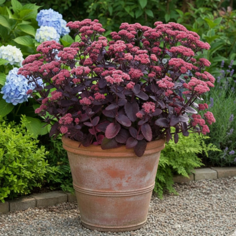 Orpin Chocolate Cherry, Sedum Orpin Chocolate Cherry, Sedum