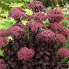 Orpin Dark Magic®, Sedum