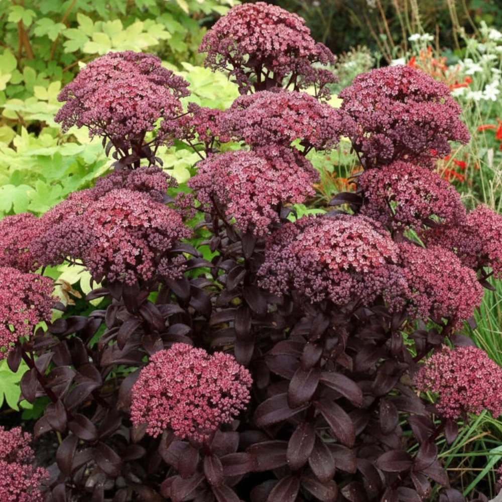 Orpin Dark Magic®, Sedum