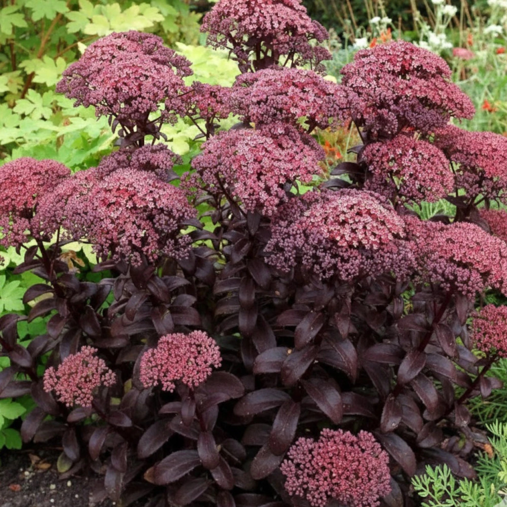 Orpin Dark Magic®, Sedum