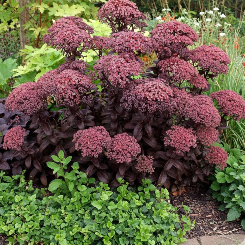 Orpin Dark Magic®, Sedum