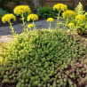 Orpin d\'Espagne, Sedum